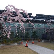 仙台駅の秘密基地で桜が咲いている