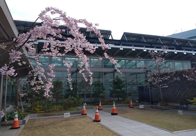 仙台駅の秘密基地で桜が咲いている