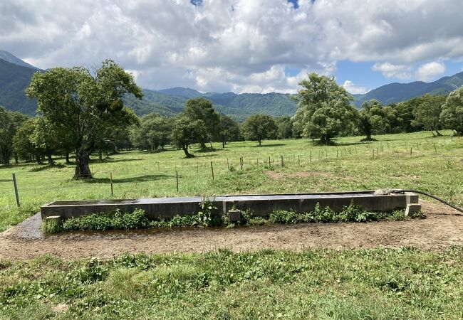 笹ヶ峰牧場