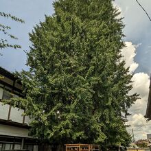 大津市天然記念物のイチョウの木。