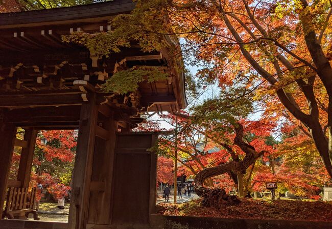 紅葉の時期は行くべき