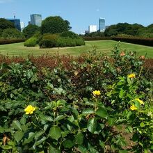 バラ園から新宿方面の風景を眺める
