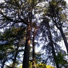 大きく空高く伸びているヒマラヤ杉