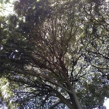 巨木から木漏れ日、暑さの中涼しさを感じました