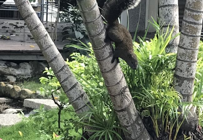 裏庭にタイワンリスが住んでます