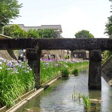 花菖蒲と石橋