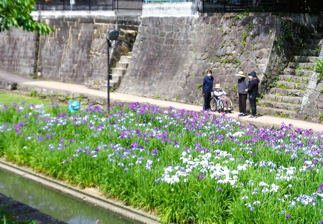 高瀬裏川花しょうぶまつり