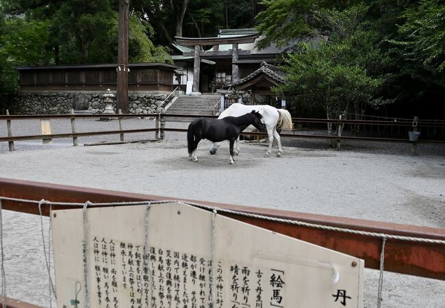 雨乞いの為の白馬と黒馬がいます