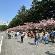 2月、桜のお花見