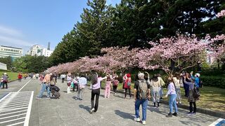 2月、桜のお花見