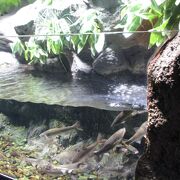 淡水魚の水族館