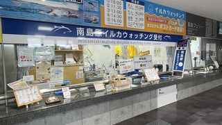 南島原イルカウォッチング