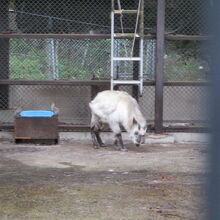 大町山岳博物館　動植物園