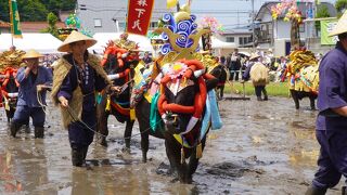 壬生の花田植