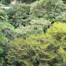 部屋からの眺めです。木と向かいの山しか見えません。