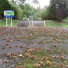 知内公園