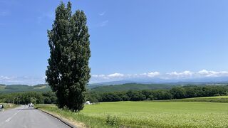 美瑛の定番の観光スポットです。外国人観光客が多かったです。