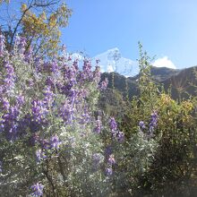 高山植物で休息し尖峰の雪山を目指す。