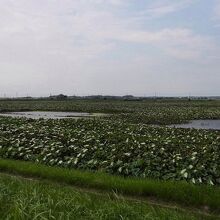 稲敷市浮島地区の蓮田風景