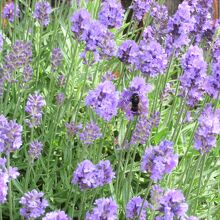 ハーブのラベンダー