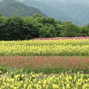 森林浴も兼ねた心も躰もリフレッシュです！　～　国営アルプスあずみの公園 堀金 穂高地区