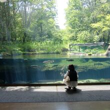 水族園のような大きな水槽