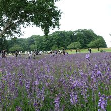 ラベンダーガーデン