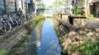 ペギー葉山の歌が流れて鯨の親子が曲に合わせて潮を吹きます