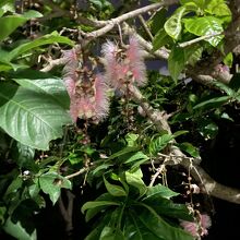 内間御殿、入口付近のサワフジ（サガリバナ）。