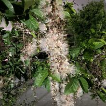 内間御殿、入口付近のサワフジ（サガリバナ）。