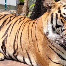 タイガー キングダム (チェンマイ)