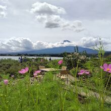 コスモスと富士山