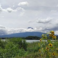 ひまわりと富士山