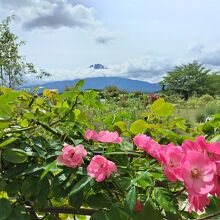 薔薇と富士山