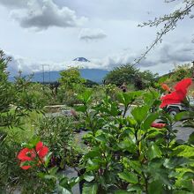 ハイビスカスと富士山