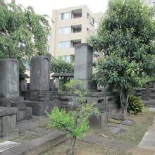 光照寺酒井忠恒の墓