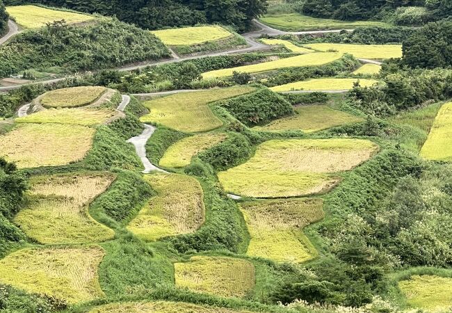 星峠の棚田