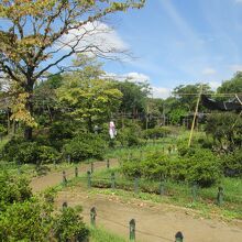 平成つつじ公園