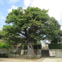 練馬白山神社大ケヤキ