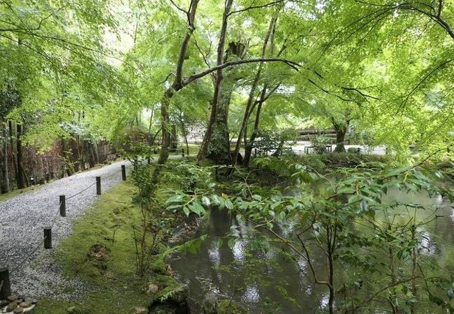 ５月は青モミジが素晴らしい♪