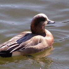 アメリカヒドリ♂
