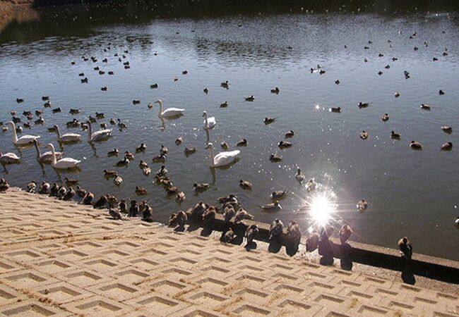 アメリカヒドリが見られました。