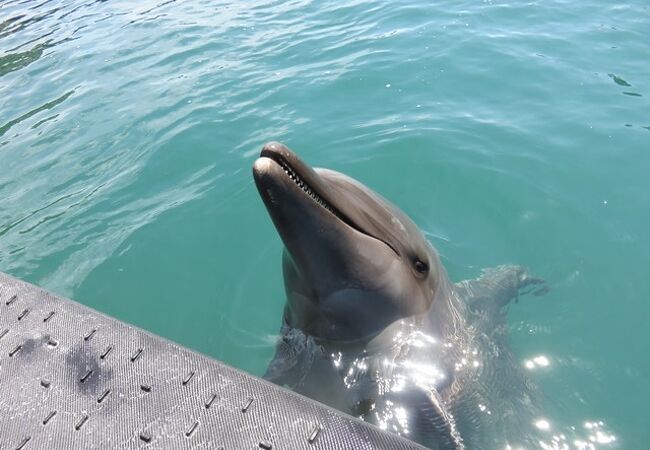 クジラの生態系　学ぶ博物館