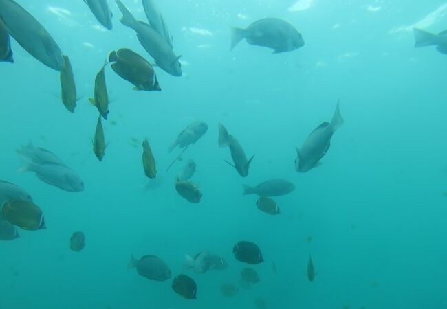 実際の海中世界の中に浸れる　スポット