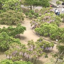 回廊横の小高い山の窪地にある藤公園