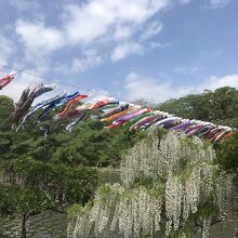 池の上を渡して泳ぐ鯉のぼりに癒されました。