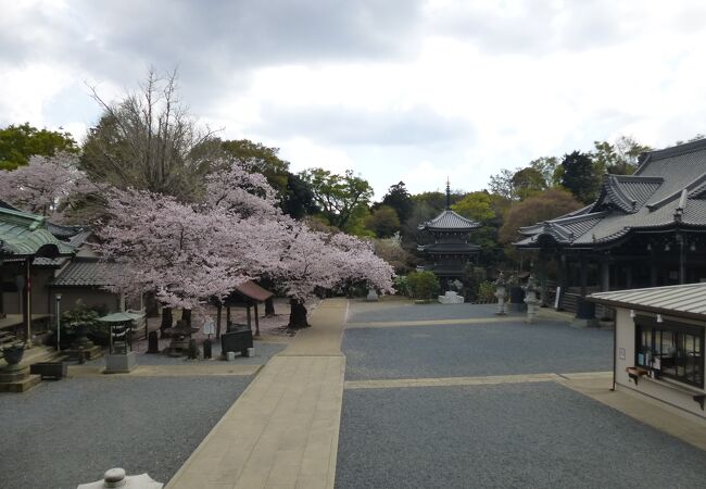 桜が見事でした。