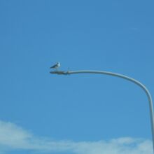 ｳﾐﾈｺちゃんも居ました(●'&#982;`●)&#1281