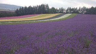 絵画のように美しいラベンダー畑