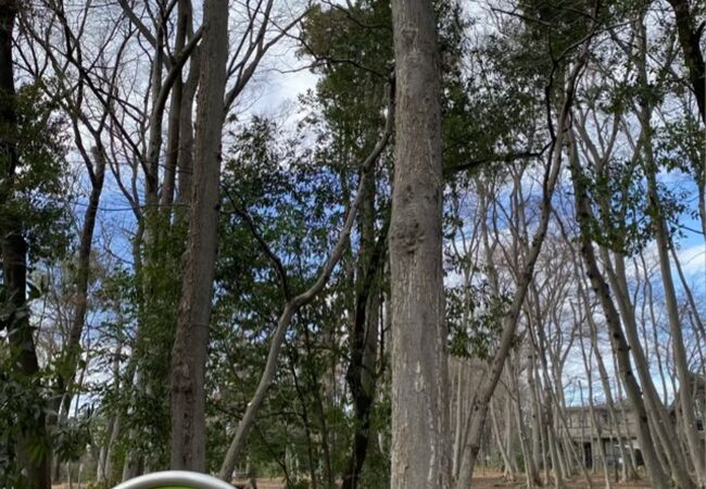 境山野緑地 (独歩の森)